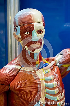 Human anatomy structure Stock Photo