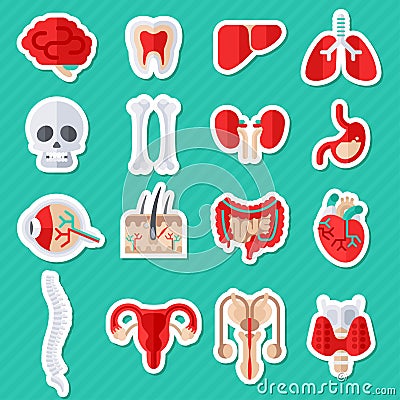 Human Internal Organs Flat Icons Stickers Vector Illustration