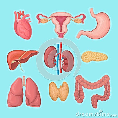 Human internal organs. Heart, female reproductive system, stomach, pancreas, kidneys, liver, lungs, large intestine and Vector Illustration