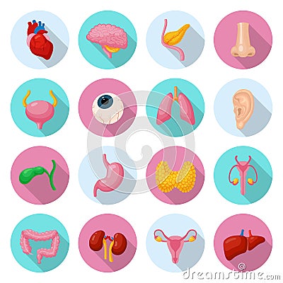 Human internal organs Vector Illustration