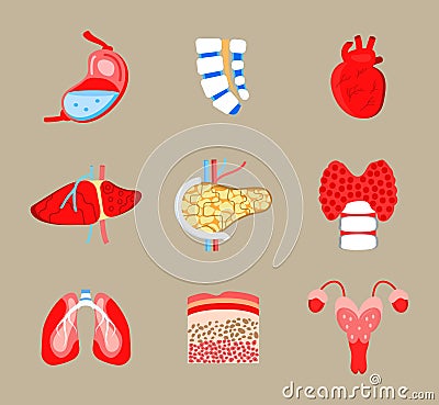 Human internal organs icons set vector. Spinal brain, stomach, heart are shown. Liver, lungs, pancreas are drawn in flat style. Stock Photo