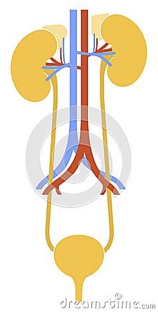 Human internal organs: kidneys, ureters and bladder. Illustration. Flat design Stock Photo