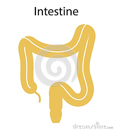 Human internal organs: large intestine and appendix. Illustration. Flat design Stock Photo