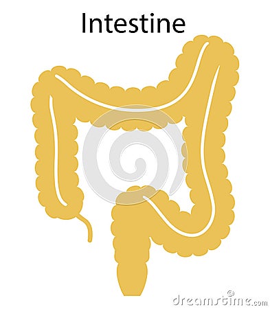 Human internal organs: large intestine and appendix. Illustration. Flat design Stock Photo