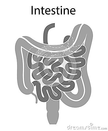 Human internal organs: large intestine and appendix, small intestine structure - Ileum, Jejunum, Duodenum . Illustration. Flat Stock Photo