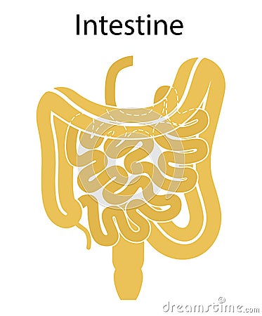 Human internal organs: large intestine and appendix, small intestine structure - Ileum, Jejunum, Duodenum . Illustration. Flat Stock Photo