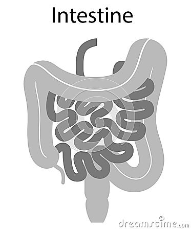 Human internal organs: large intestine and appendix, small intestine structure - Ileum, Jejunum, Duodenum . Illustration. Flat Stock Photo
