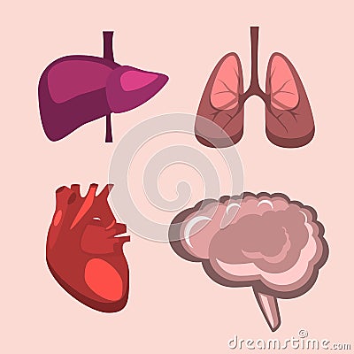 Human internal organs liver, brain, lungs, heart medicine anatomy. Cartoon Illustration