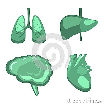 Human internal organs liver, brain, lungs, heart medicine anatomy. Cartoon Illustration