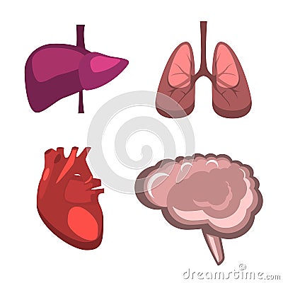 Human internal organs liver, brain, lungs, heart medicine anatomy. Cartoon Illustration