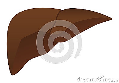 Human internal organs: liver. Flat design Stock Photo