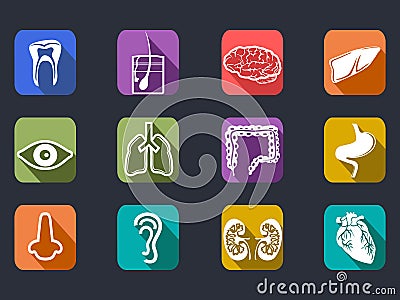 Human internal organs long shadow icons set Vector Illustration