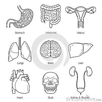 Human Internal Organs Outline Objects Icons Set Vector Illustration