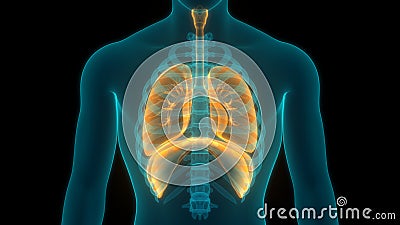 Human Internal Organs Respiratory System Lungs, Diaphragm Anatomy Stock Photo
