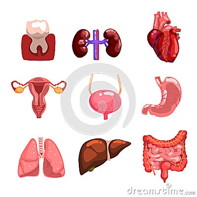 Human internal organs sett, tooth, heart, bladder, kidneys, lungs, liver, intestines, stomach, reproductive system Vector Illustration