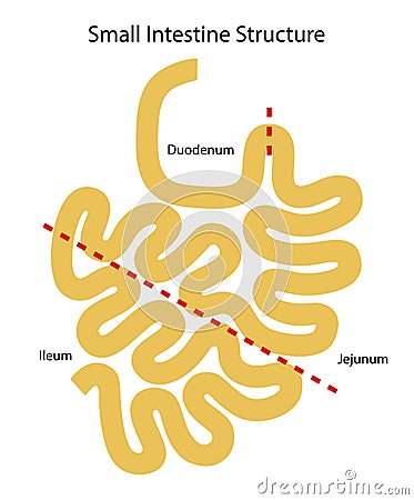 Human internal organs: small intestine structure - Ileum, Jejunum, Duodenum . Illustration. Flat design Stock Photo