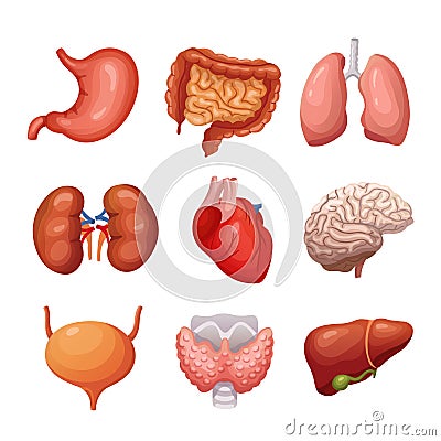 Human internal organs. Stomach and lungs, kidneys and heart, brain and liver. Body parts vector anatomy set Vector Illustration