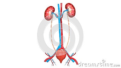 Human Internal Organs Urinary System Kidneys with Bladder Anatomy Stock Photo