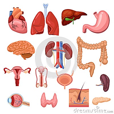 Human internal organs. Vector flat anatomy symbols illustration. Isolated icons set Vector Illustration