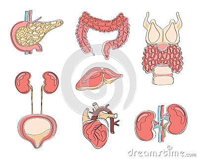 Human internal organs vector style. Pancreas, heart, intestine, thyroid are isolated on white background. Cartoon icon Vector Illustration