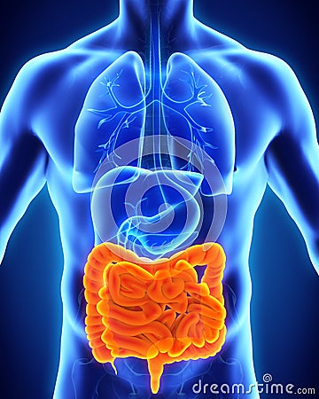 Human Intestine Anatomy Stock Photo