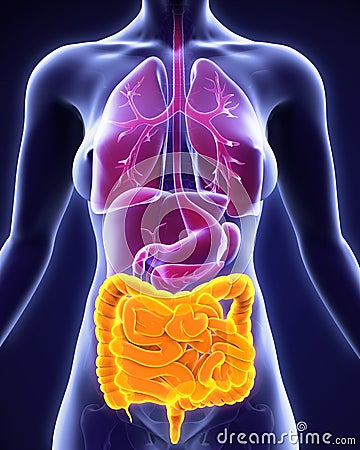 Human Intestine Anatomy Stock Photo