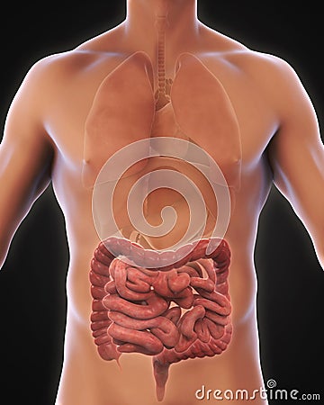 Human Intestine Anatomy Stock Photo