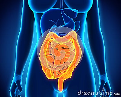 Human Intestine Anatomy Stock Photo
