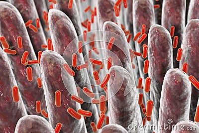 Human intestine with intestinal bacteria Cartoon Illustration