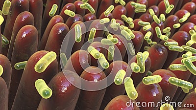 Human intestine with intestinal bacteria Cartoon Illustration