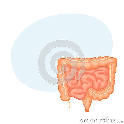 Human intestines anatomy Vector Illustration