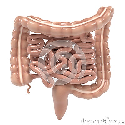 Human intestines Stock Photo