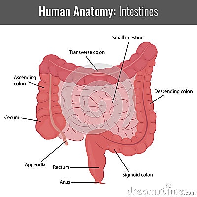Human Intestines detailed anatomy. Vector Medical Vector Illustration