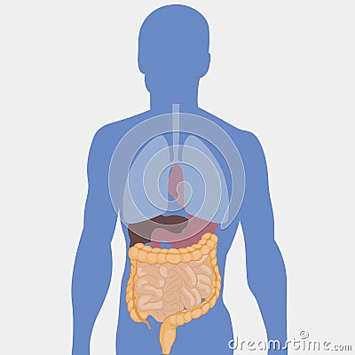 Human intestines, detailed medical illustration Vector Illustration