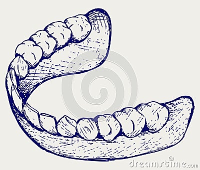 Human jaw Vector Illustration