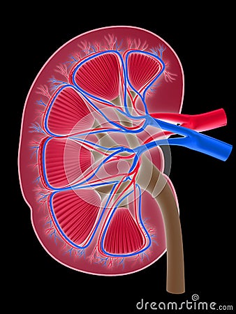 Human kidney Cartoon Illustration