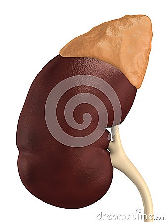 Human kidney Cartoon Illustration