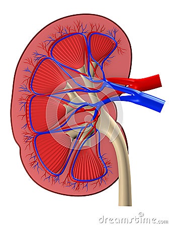 Human kidney Cartoon Illustration