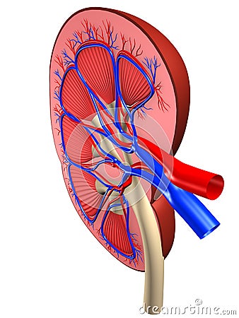 Human kidney Cartoon Illustration