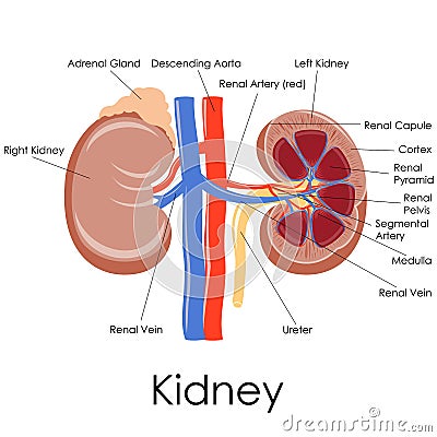 Human Kidney Anatomy Vector Illustration