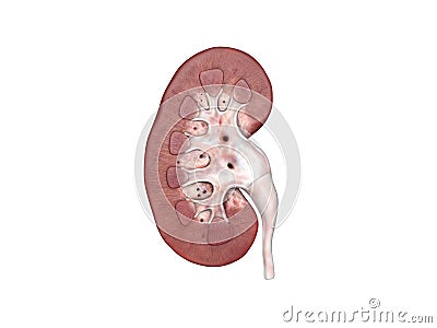 Anatomy Of The Human Kidney Stock Photo