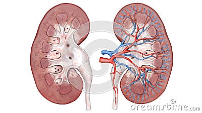 Human kidney anatomy cross section, scientific, two bean shaped organs, 3d, urinary system, renal system or urinary tract, consis Stock Photo