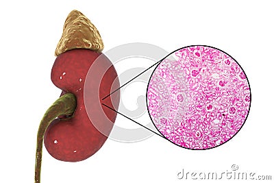 Human kidney anatomy and histology Cartoon Illustration