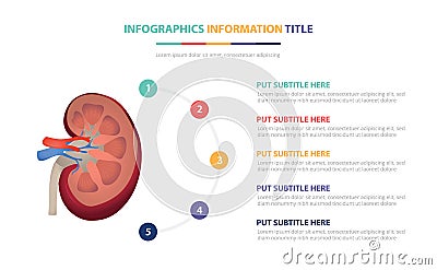 Human kidney anatomy infographic template concept with five points list and various color with clean modern white background - Cartoon Illustration