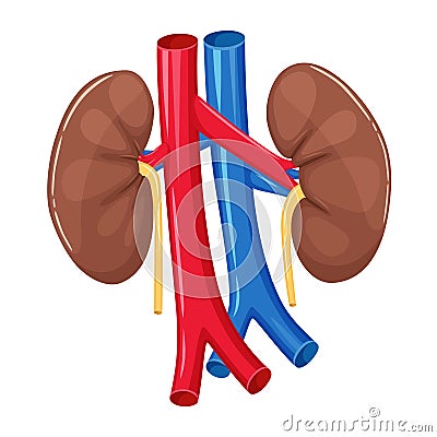 Human kidney anatomy Vector Illustration