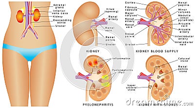Human kidney anatomy. Vector Illustration