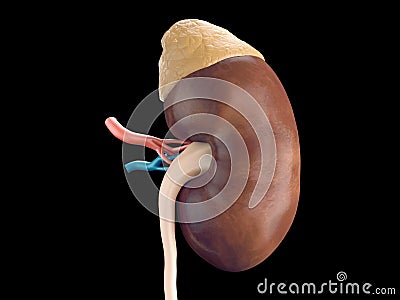 Human kidney anatomy Cartoon Illustration