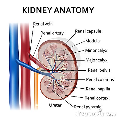 Human kidney anatomy. Vector Illustration