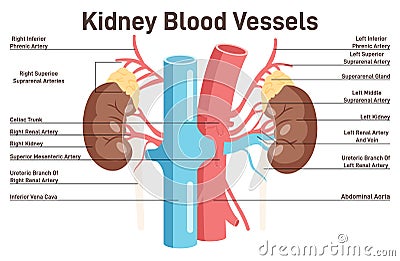 Human kidney blood vessels anatomy. Healthy internal organ and blood Cartoon Illustration