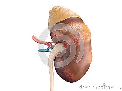 Human kidney cancer Cartoon Illustration